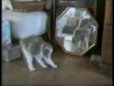 America's Funniest Home Videos - Funny Cats(1)