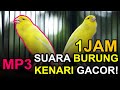 FULL 1JAM Suara Burung Kenari Gacor MP3 TERBARU 2023 AUTO NYAUT