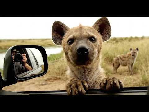 🐾 Curious Hyena Jumps on Safari Car Window!