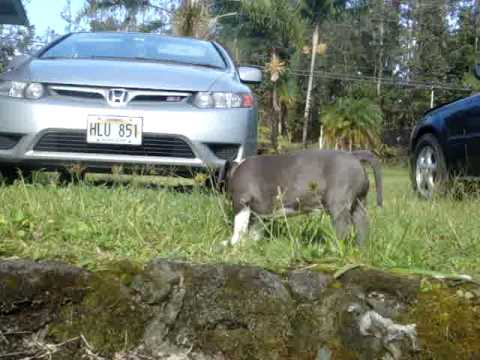 sweden 8 weeks- shaolin kennels