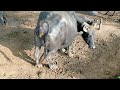 Buffalo Poop Ll Cow Poop Ll Pooping