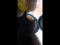Nom nom cat Nom nom cat