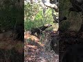 wow incredible dragons want to climb trees