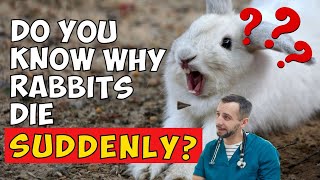 Why Do Rabbits Die Suddenly? What Can You Do To Stop It From Happening?