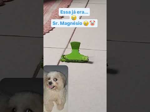Sr Magnésio #filhotesdecachorro #shihtzu #ourilandiadonorte #srmagnesio