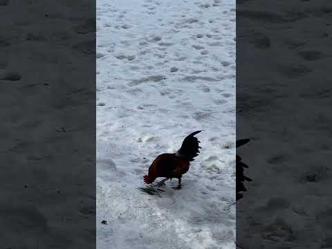 Beautiful Adirondack day!