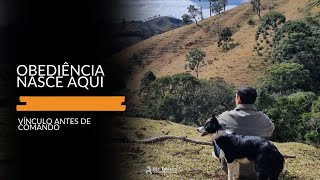 Como criar vínculo com seu cachorro?