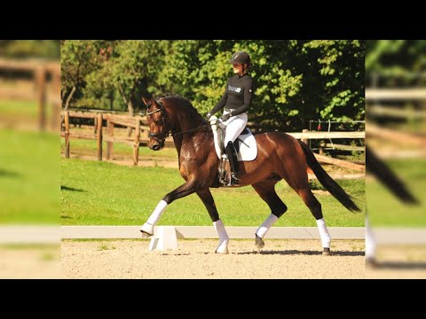 Trakehner Siegerhengst His Moment