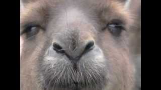 Georg Danzer - Känguru