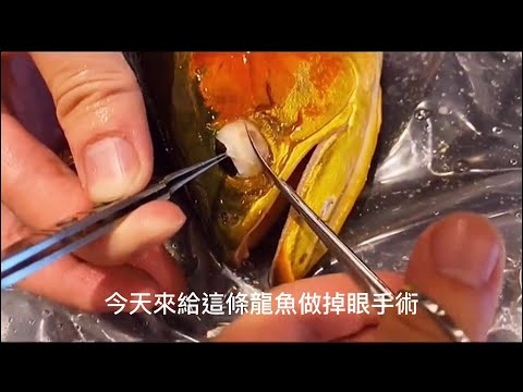 龍魚眼睛