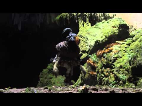 Channel 4 - New Brand Identity Shaman and Crystal Waterfall