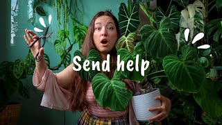 The Issue with Philodendron El Choco Red