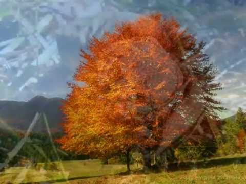 PAVOL HAMMEL - Zasadíme strom.avi