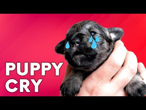 Puppy Crying Sound 😭 Dog Crying Sound Effect - Stimulate Your Dog