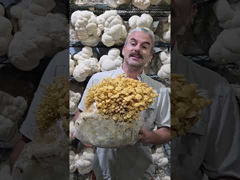 How Would You Cook These? #mushrooms #mycology #enoki #cookingideas #culinary #mushroomrecipe