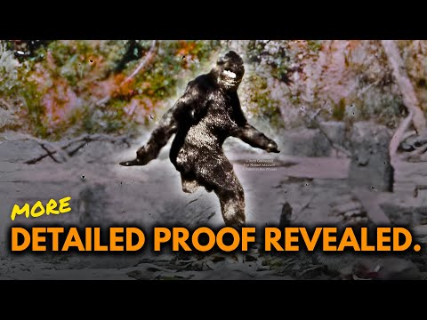 Bigfoot Proof: 3 Ironclad Reasons the Patterson-Gimlin Film is Real