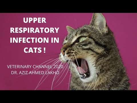 What Is An Upper Respiratory Infection In Cats? - YouTube