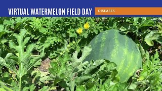 Virtual Watermelon Field Day - Diseases