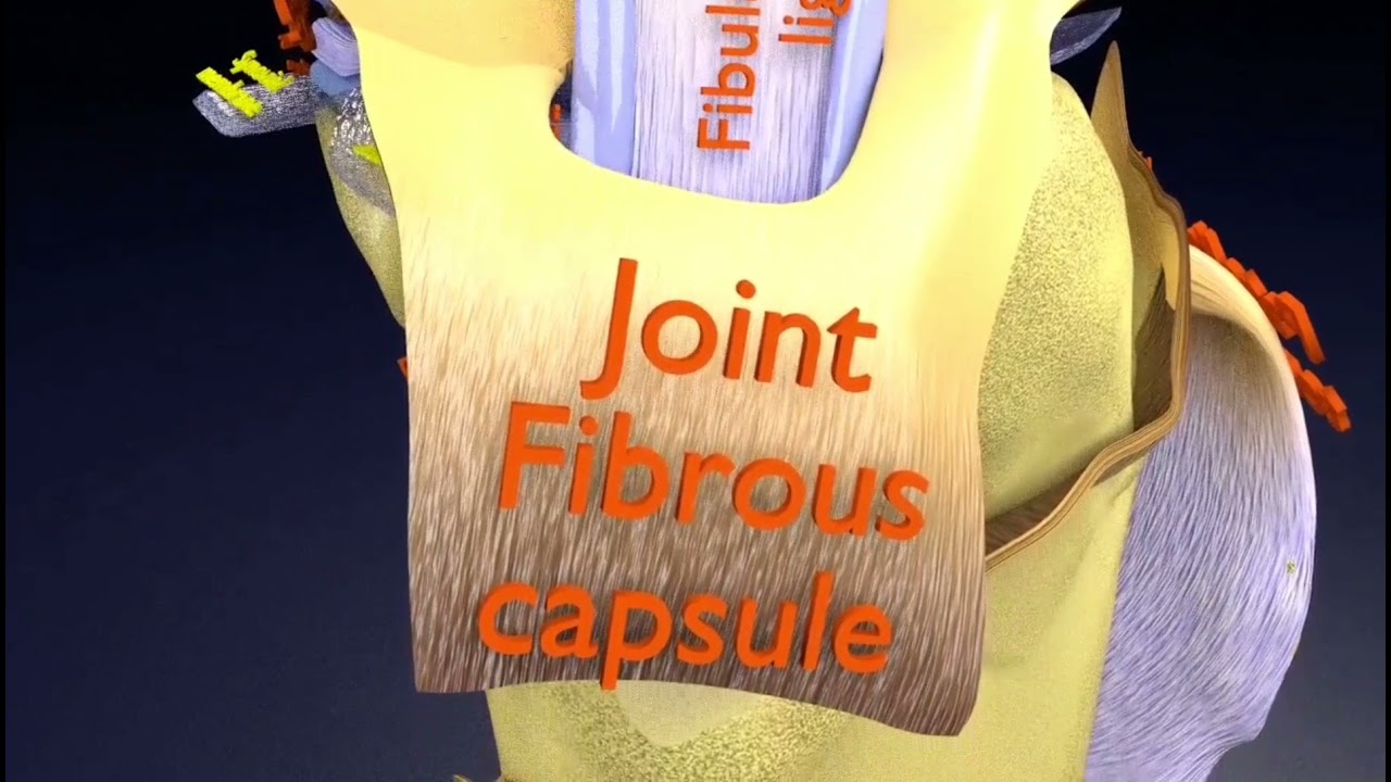 Knee joint cut open detail labelled 3D Model