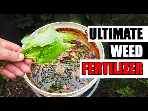 Strawberry Plant Revival Make More And More Strawberry Plants