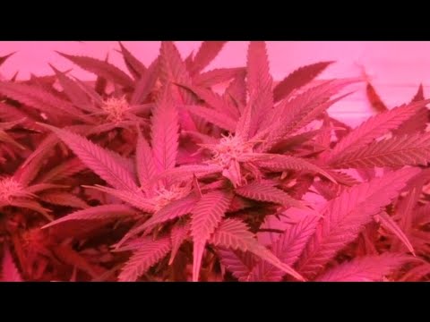 Original Raxxeta.                                                   La Joaqui - Chulimane.(2015)