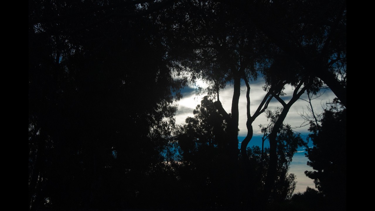 Photo Moods: Dark Forest