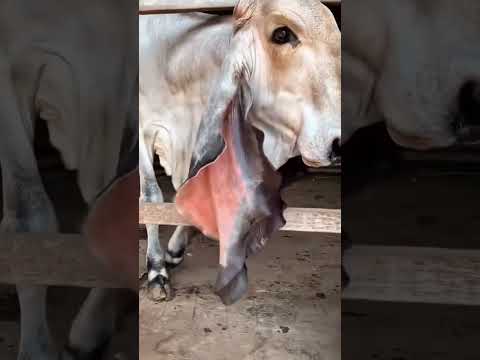 Alguém arrisca? Qual a raça desse animal? Não é comum #pecuaria #gado #animal #cowboy #brasil