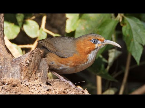 Šabľozob červenolíci (Pomatorhinus erythrogenys) — video o speve a chove
