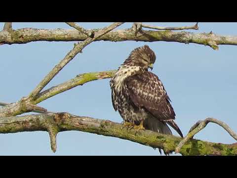 01/09/16 RHM Juvenile Red-Tailed Hawk Preening at Kent, Wa 4719-76