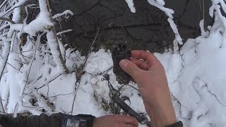 Ловля бобров зимой на капканы