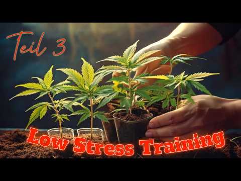 LST Low Stress Training erklärt... Teil 3 Es geht schon wieder los...
