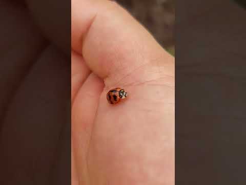 kumbang lembing ❤️ #kumbang #kepik #ladybird #new #youtube #nature #unik