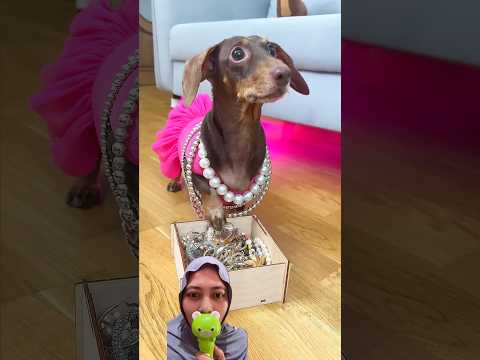 BERLIAN DOGGY BANYAK ‼️#shortvideo