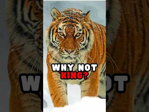 Why Tigers Are Not King Of The Jungle😲