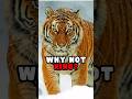 Why Tigers Are Not King Of The Jungle