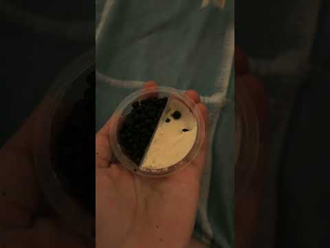 ASMR CHO CHO WAFER SNACK