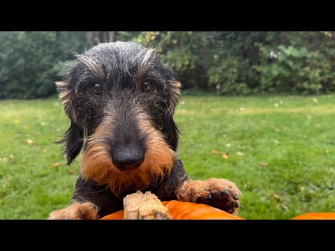 Pumpkin Carving Stencils Dachshund