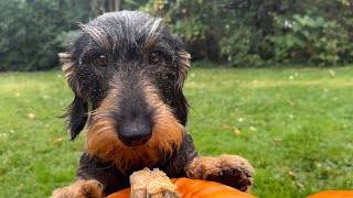 Dachshund Teddy supervises pumpkin carving #TeddyTheDachshund