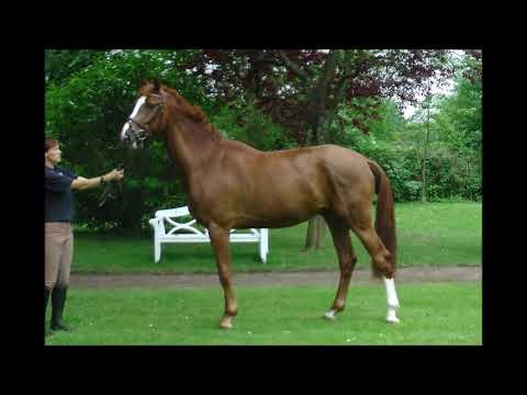 Casallthargo Royale 3j. Holsteiner Wallach von Casall-Carthago- Corde