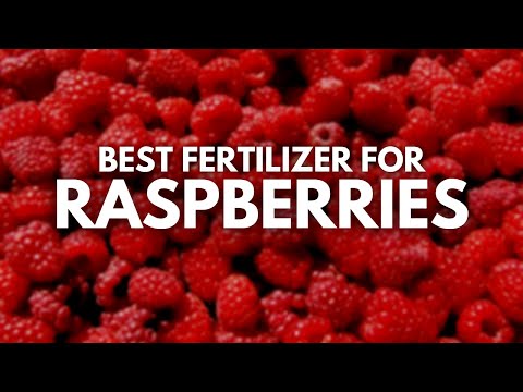 Best Fertilizer for Raspberries - Berry Bountiful Growth