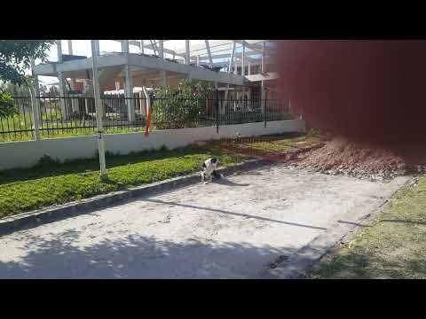 Lenny vs pajaro Dominico 24/11/17