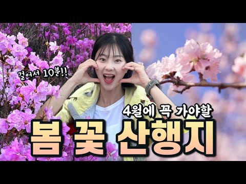 만개직전!! 4월에 여기 꼭 가세요!!!! | 대구 와룡산/산속의 백만송이