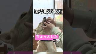 上手な薬の飲ませ方#犬のいる暮らし#薬#犬の扱い#保護犬と暮らす