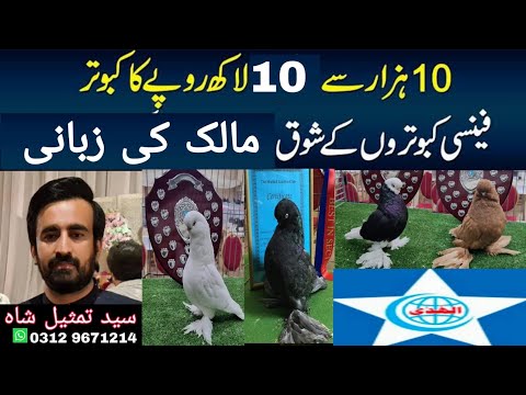 Fancy Birds | Pigeons Rare Varieties| Birds Business| Syed Tamseel Shah #fancybirds