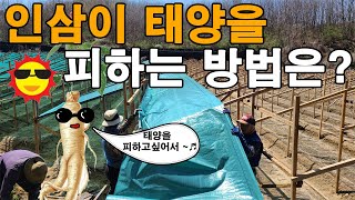 인삼밭 비닐해가림 설치해주는이유?