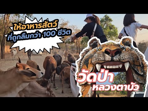 วัดป่าหลวงตาบัว ญาณสัมปันโน