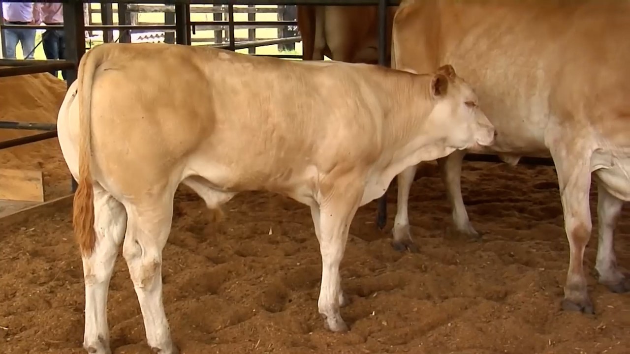 6 ABRIL   CAP 1   CRIADERO LA ZULIA BLON D´AQUITINE BRAHMAN ROJO   GUADUAS   CUNDINAMARCA