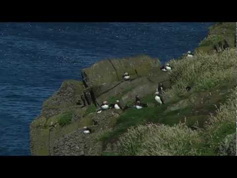 Puffins On The Isle Of May & Farne Islands HQ