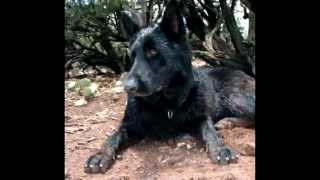 East German DDR Lines- Breeding Big Black Male & Gorgeous Sable