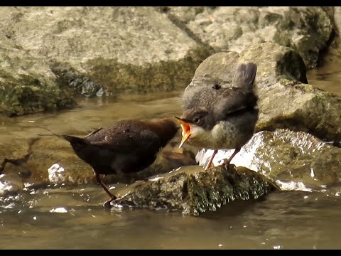 MIRLO ACUATICO | White-troated Dipper